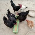 Feeding Tray Feeder for birds, chickens and poultry -2ft. 