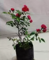 Original Small Red Rose Bail Plant. 