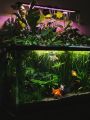 1.5Ft Planted aquarium. 