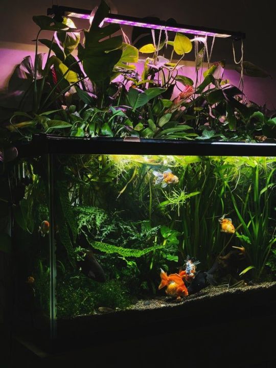 1.5Ft%20Planted%20aquarium%20-%20Image%208