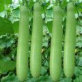 Bottle Gourd Long ( Lauki kadu ) Vegetable Best Quality Imported Seeds Best Germination Result. 