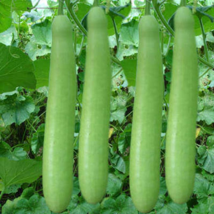 Bottle%20Gourd%20Long%20(%20Lauki%20kadu%20)%20Vegetable%20Best%20Quality%20Imported%20Seeds%20Best%20Germination%20Result%20-%20Image%203