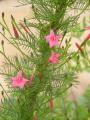 Cypress Vine pink Summer Flower Seeds (10 Seeds). 