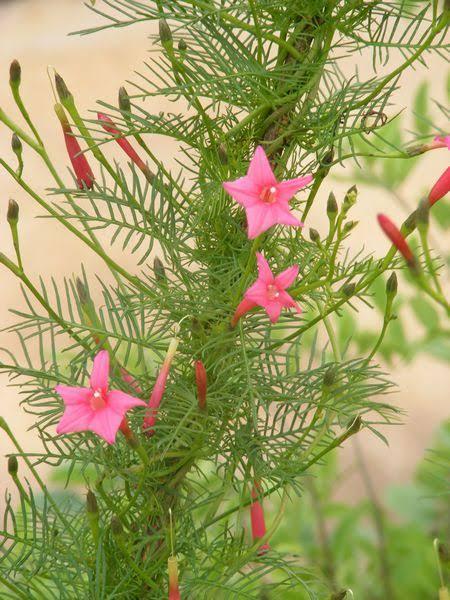 Cypress Vine pink Summer Flower Seeds (10 Seeds)