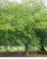 5 Fresh Seeds Sukh Chain Tree Bonsai Plant Flower. 