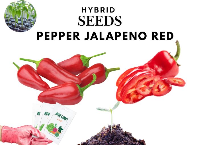 Pk Red Papper Red Jalapeno Pepper Seeds 70+ Premium Seeds 🌶️ | Hybrid Fast-Growing ...