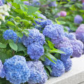 50 Pcs/bag Hydrangea Seed Bonsai Flower Seeds China Hydrangea Perennial Garden Flowers Seeds Outdoor Plant Pot Seeds Vegetable Flower Plant Seed Gardening Deco Bonsai Seed. 