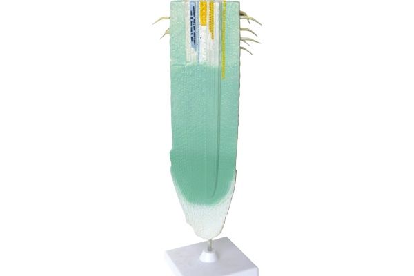 Plant Root System | Root Profile Model, Cognitive Root Structure Accessories, Biological Teaching Aid Materials