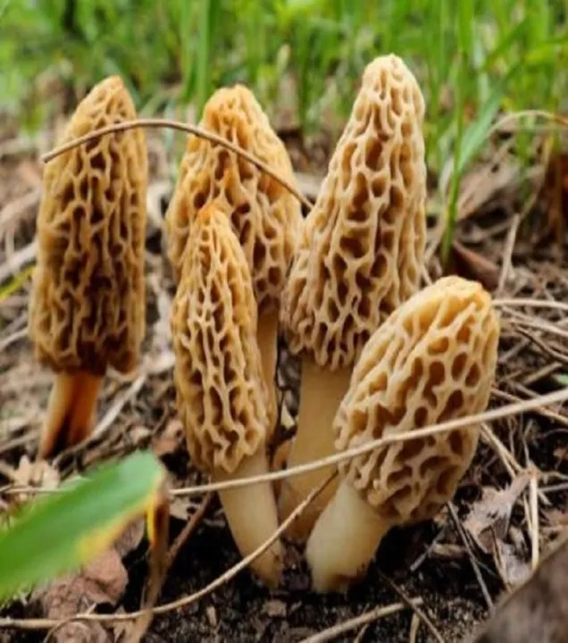 Morels%20Mushroom%20Seeds%20for%20Growing%20Mycelium%20Fungi%20Garden%20Outdoor%20Indoor%20Mushroom%20Growing%20Seeds%20-%20Image%202