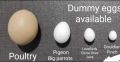 CHICKEN / Poultry Pack of 6 Artificial Plastic Eggs for Broody Hen ( Light Weight Egg Hollow from Inside ). 