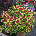 Wizard Scarlet Coleus Seeds. 
