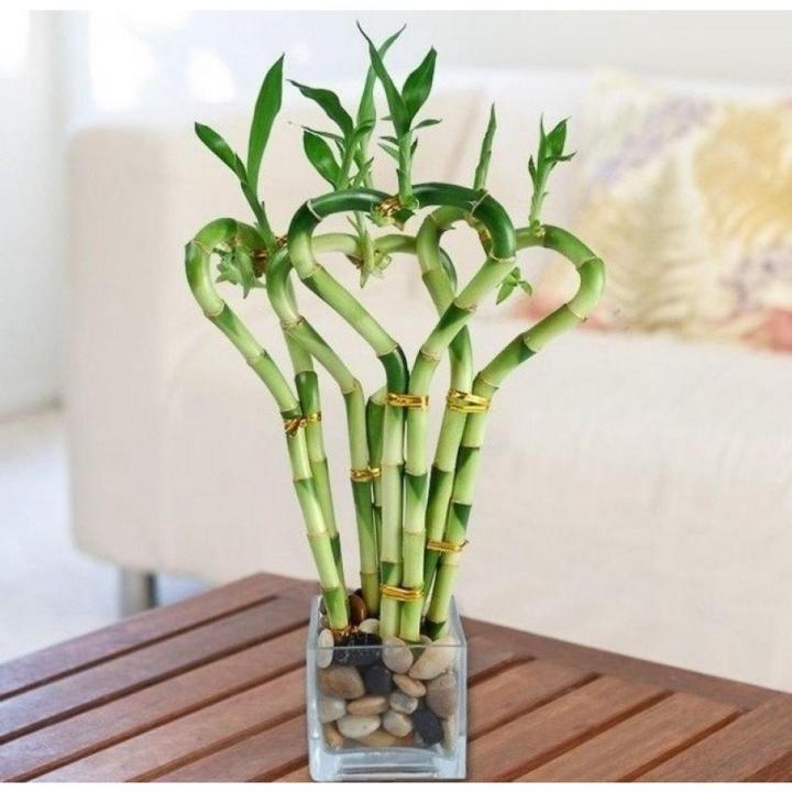 Moso Bamboo Seeds