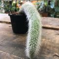 Monkey Tail Cactus (Hildewintera colademononis) Potted Plant l Succlents and Cactus by Aroid House. 