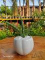 Ceramic Pots, 3inch Size, Available in Different Designs, Ceramic Pot For indoor plants Decoration, Indoor Décor, Cactus Succulents Plants, Unique and Elegant designs. 