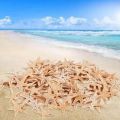 Small Starfish Star Sea Shell Beach Craft 0.4 inch-1.2 inch 180 Pcs. 