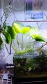 Amazon Sword / Echinodorus Grisebachii Aquarium plant. 
