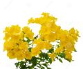 Tecoma Vine, Goudichoudi (Yellow Flower) - Plant. 