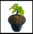 Giloy Plant |Best for Seed Garden & Home Decoration|. 
