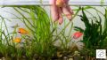 Aquarium Salt medicine for fish diseases. 