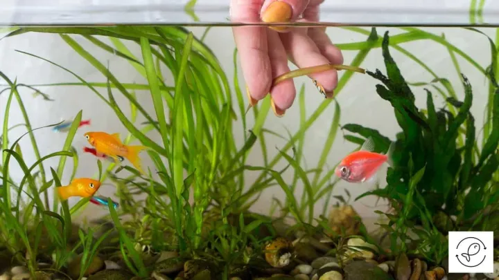 Aquarium%20Salt%20medicine%20for%20fish%20diseases%20-%20Image%202