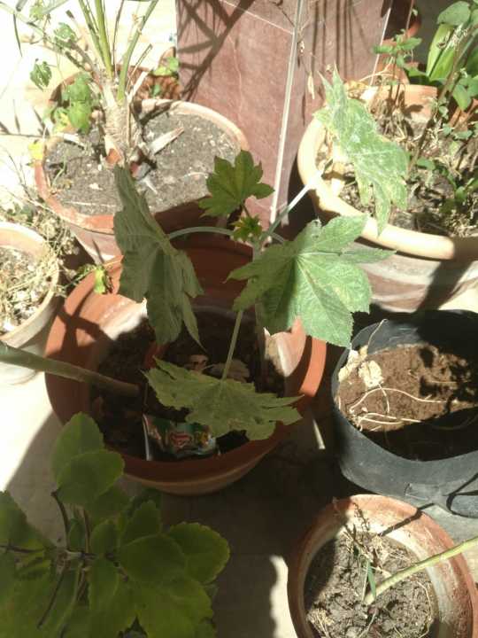 45%20Castor%20oil%20seeds%20100percent%20germinate%20for%20grow%20caster%20plant%20Eranda%20(%20Ricinus%20communis%20)%20castor%20beans%20arand%20tree%20use%20for%20many%20purpose%20-%20Image%208