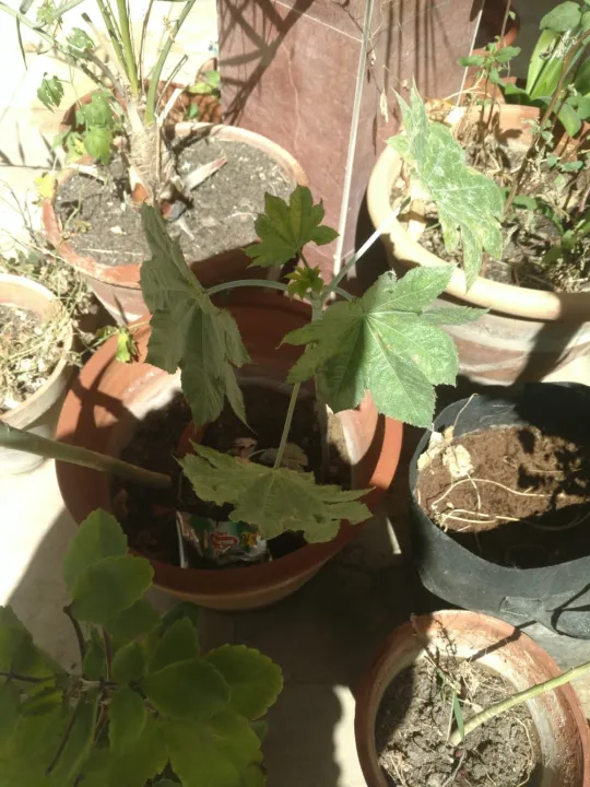 70%20Castor%20oil%20seeds%20100percent%20germinate%20for%20grow%20caster%20plant%20Eranda%20(%20Ricinus%20communis%20),%20oiling%20experimentation%20decoration%20castor%20beans%20garand%20tree%20use%20for%20many%20purpose%20-%20Image%209