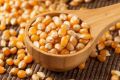 Popcorn Kernels • American Popcorn Seeds • Guaranteed Best Quality • 1kg. 