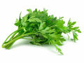 Parsley(Herb seeds). 