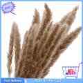 30Pcs Dried Grass Eco-friendly Beautiful Dried Flower  Dried Pampas Grass for Home. 