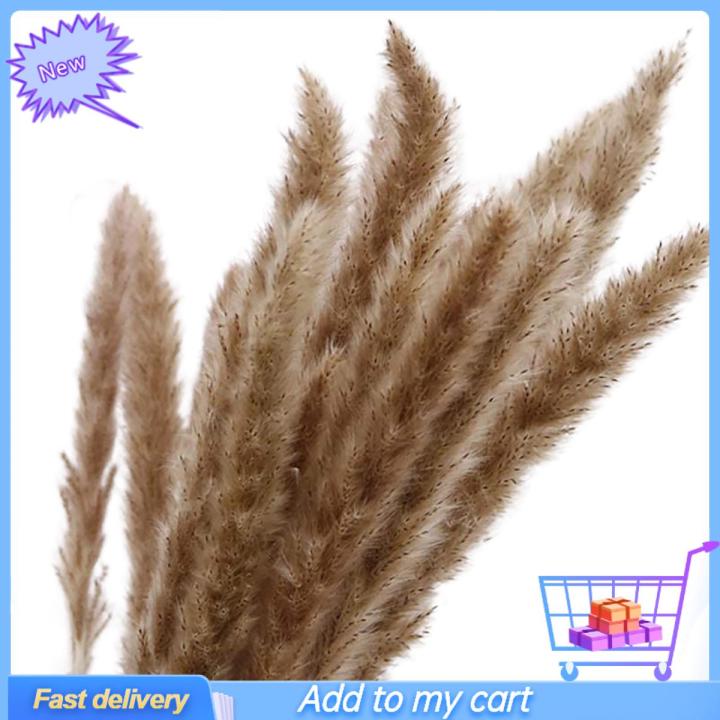 30Pcs Dried Grass Eco-friendly Beautiful Dried Flower  Dried Pampas Grass for Home