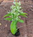 Original Raat Rani, Night Blooming Plant. 