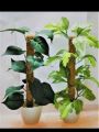 Breezy Tall Fiddle Leaf Fig Tree in Pot - Decorative Indoor Plant. 