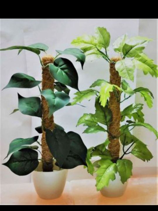 Breezy%20Tall%20Fiddle%20Leaf%20Fig%20Tree%20in%20Pot%20-%20Decorative%20Indoor%20Plant%20-%20Image%208