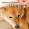 Pet Steel Comb Single Side , Metal Comb For Dogs. 