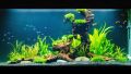 ORIGINAL AZOO TAIWAN MADE Aqua guard aquarium fish medicine. 