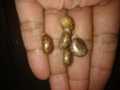 10 Castor oil seeds 100percent germinate for grow caster plant Eranda ( Riccinus communis ) castor been arand treeuse for many purpose. 