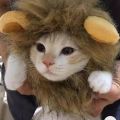 Cute Pet Cosplay Clothes Wig Emulation Transfiguration Costume Lion Hair Mane Ears Head Cap For Pet Cat Dog Dress Up Photo Props. 