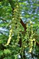 Desi Kikar - Vachellia Nilotica Acacia - Babool Tree Seeds. 