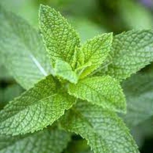 Mint seeds imported herb seeds 30+seeds BY HK DEALER
