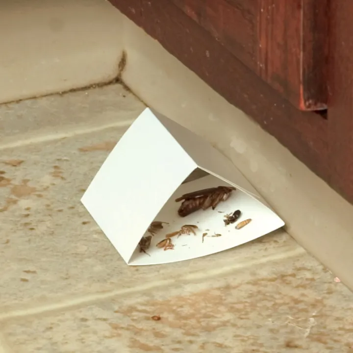 Cockroach%20Glue%20Trap%20-%206%20Count,%20Ready%20to%20Use%20Indoors.%20Spider%20Scorpion%20Insect%20Bug%20Trap%20Sticky%20Adhesive%20Long-Lasting%20Glue%20Traps,Free%20NOTE%20random%20color%20will%20be%20delivered%20-%20Image%204