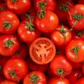 Rio Grande Tomato Hybrid F1 Seeds. 