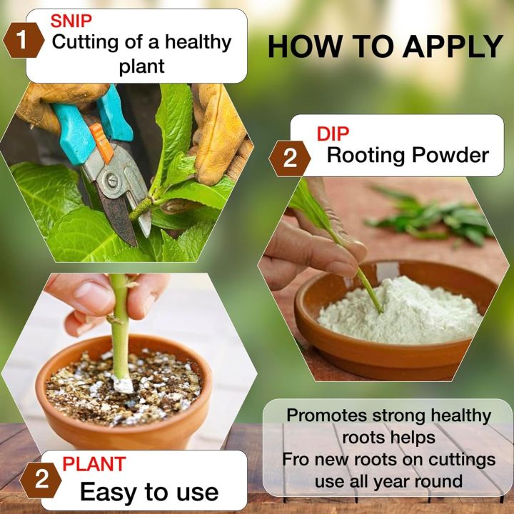 Best%20Rooting%20Powder%20for%20Plants%20%E2%80%93%20NAA-Based%20Rooting%20Hormone%20for%20Cuttings%20of%20Rose,%20Bougainvillea,%20Mint,%20Basil%20&%20Succulents%20%7C%20Root%20Stimulator%20for%20Soil%20&%20Water%20Propagation%20-%20Image%202