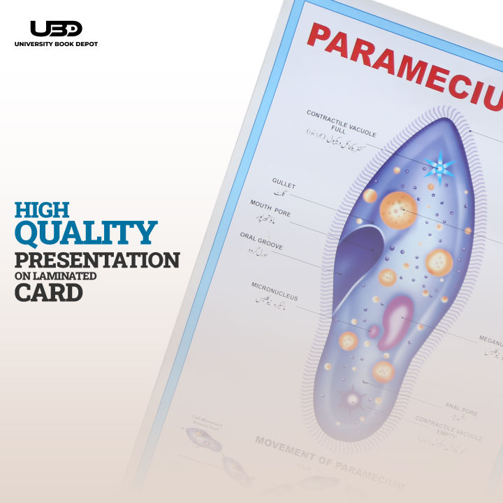 Paramecium%20Wall%20Poster%20%7C%20Wall%20Chart%20For%20Science%20Labs%20Decoration%20%7C%20Paramecium%20Structure%20Presentation%20on%20200%20grams%20Laminated%20Card%2020*30%20inches%20-%20Image%205