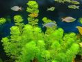 Fishy Matters Cabomba Live Aquatic Fast Growing Low Tech Plant for Aquarium Fish Tank - 5 Stems. 