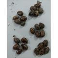 25 Castor oil seeds 100percent germinate for grow caster plant Eranda ( Ricinus communis ) castor beans arand tree use for many purpose. 