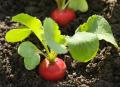 Long Red Radish (Laal Moli) Seeds For Home Kitchen Garden. 