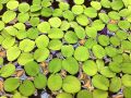 Water Spangles / Salvinia Minima - Easy-Care lowtec Aquatic Plants for Aquariums, Natural Filtration, Oxygenation, Water Quality Improver. 