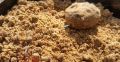 70 Gram  Fishing Formula Charai Powder. 