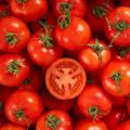 Rio Grande Tomato Hybrid F1 Seeds. 