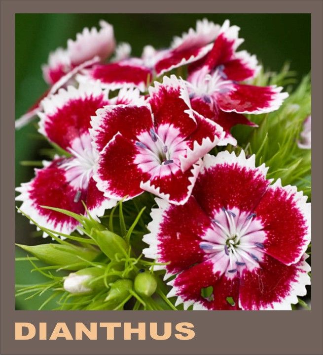 10%20Economical%20Packs%20Different%20Winter%20Season%20Garden%20Flower%20Seeds%20Pansy%20Dahlia%20Petunia%20Marigold%20Gazania%20-%20Image%208